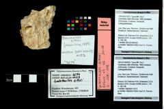Foto (Objekt + Etikett) von Galatheites zitteli (Moericke, 1889)  (NHMW-GEO-1990-0041-3274)
